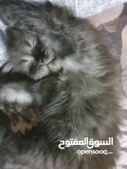  4 متاح حاليا قطط العمر 60 يوم تواصل واتس اب