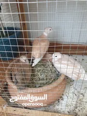  2 حمام مطوق جميل جدا