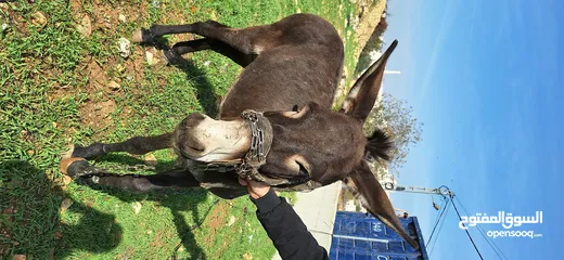  2 حمار للبيع موجود بالخليل _حلحول