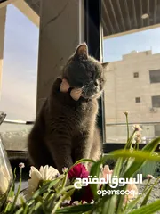  1 قط انثى للبيع