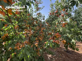  21 مزرعة و شاليه مميزة للبيع في منطقة الكمشة - الزرقاء