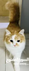  6 متاح قطط شيرازي