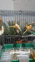  2 كنار احمر دم