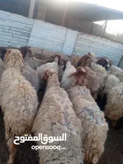  6 نبدأ بصلاة عل رسول الله  يوجد لدينا جميع انواع الذبائح البلديه- خراف - كباش_اغنام_ اوزان من 40ولغاية