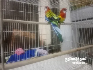  2 Rosella parrot