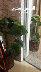  11 شقه مفروشه للايجار الشهري طلاب او طالبات الشمال او الاجانب