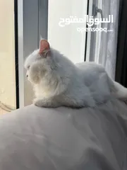  2 قطة شيرازية بيضاء