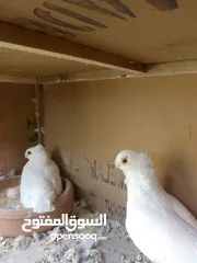  1 جواز حمام للبيع