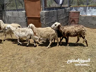  4 جعد للبيع  هجين يوجد فيديوا فالخاص