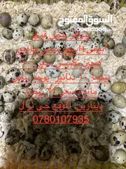  1 بيض فري ابيض+اسود   سوبر جامبو.  سعر 100 بيضة. 8 دنانير  الموقع عمان حي نزال.