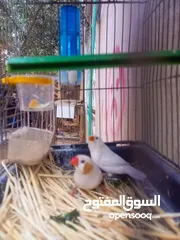  7 ثلاث جواز جانبو  جنه جوز تحتهم بيض