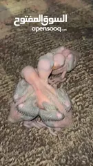  2 ببغا دره فراخ انتاج عندي شغل زق سعر الفرخ 30