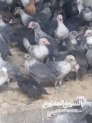  3 فرخات دجاج عمر شهر ونص