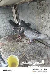  4 11 جوز مساويد، كشامره هومرات محيرات بواز مزهورات اسطنابله