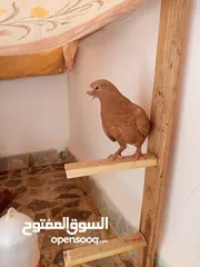  3 حمام كش خمس حبات