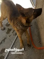  1 جيرمن سيبل