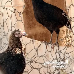  10 فراخ للبيع السلط