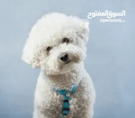  1 toy poodle
