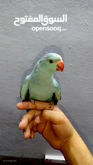  3 ببغاء دره هولندي اليف