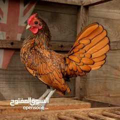  1 مطلوب أطقم سبرايت جميع الالوان