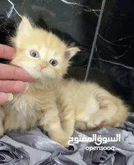  13 قــطــط لــلــبــيــع