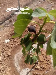  5 مزرعه للبيع مادبا لب