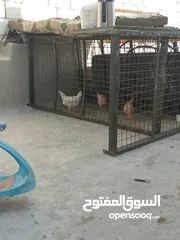  1 دجاج للبيع