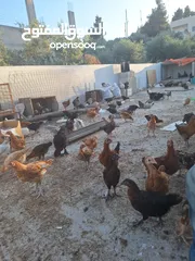  4 فراخ بلدي وبندوق براهما عمر شهرين ونص عددهم 150 تقريبا نسبه الفرخات تفوق 90%