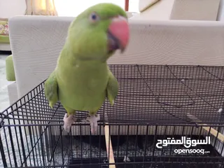  8 4 Months old parrot + cage /ببغاء عمره 4 شهور