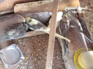  4 3جواز كوكتيل تحتهم بيض مع القفص مع مطير للبيع