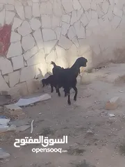  2 عنز شامي نخب اول وراها جدي شامي