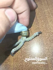  5 ببغاء دره لون ازرق طفره