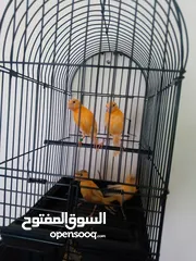  10 قفص ببغاء للبيع /وكنار احمر للبيع