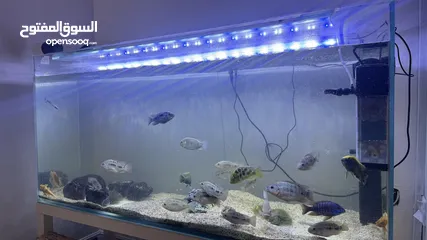  6 151x45cm fish tank