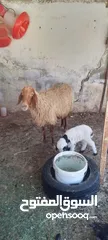  7 نعجه للبيع وراها عابوك عمان جاوا