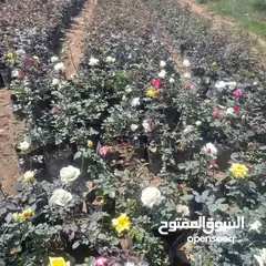  6 جميع انواع الاشجار  وفريق لصيانة وتنسيق جميع الحدائق والأشجار