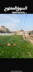  3 ارض للبيع بسعر ممتاز