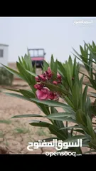  17 مزرعة 12 دونم في شط العرب للبيع