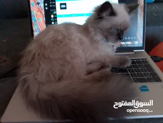  3 قطة هملايا انثى لتزاوج عمرها سنة