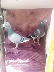  2 اجواز نخب للبيع بسعر حرق أو للبدل علا عصافير