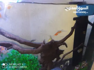  4 حوض وسمك للبيع بسعر مغري  اقرا الوصف