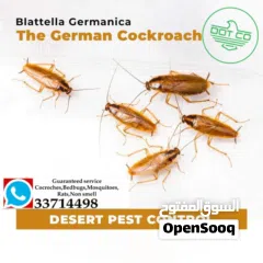  11 paint/wall paper/plishing/cleaning/pest control services/ Electrical and plumbing services