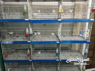  6 غرفة طيور كامله للبيع اقرأ الوصف سعر قابل للتفاوض بشكل بسيط