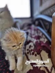  6 بريتش ريد اطراف قصيره لون اشقر شعر طويل وهمالايا تشوكلت بلو بوينت شعر طويل العمر شهرين ونص