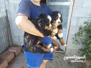  2 Bernese Mountain Dog Puppies