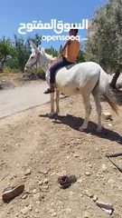  1 بغلة نخب اول بالصلاه على النبي