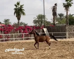  3 Arabic horse amazing