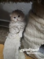  20 سكوتس فولد بيور ذكر انثى بيور نقي قطط