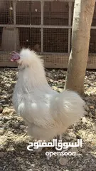  1 صيصان قطني وبراهمي للبيع