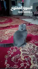  1 Scottish Fold female قطه